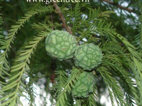 Cây Bụt mọc. Taxodium distichum (L.) Rich - Cây Thuốc Nam Quanh Ta
